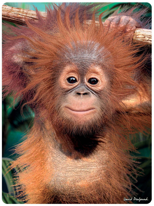 3D LiveLife Postcards - Baby Orangutan