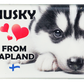 Husky Love Kuvamagneetti LAP