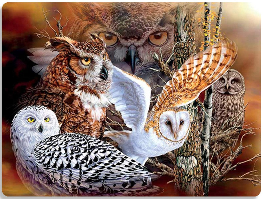 3D LiveLife Postcards - Owl Woods