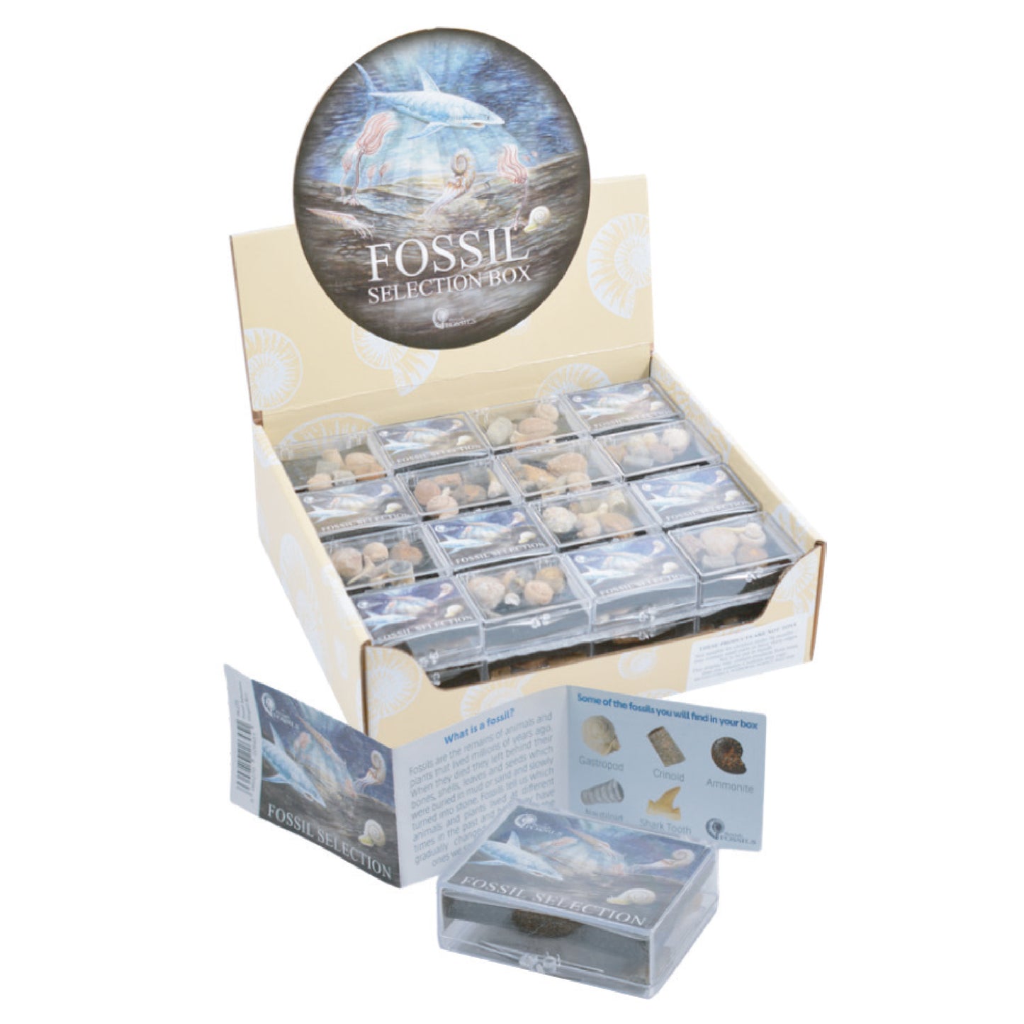 RM89 Small Fossil Collection Box