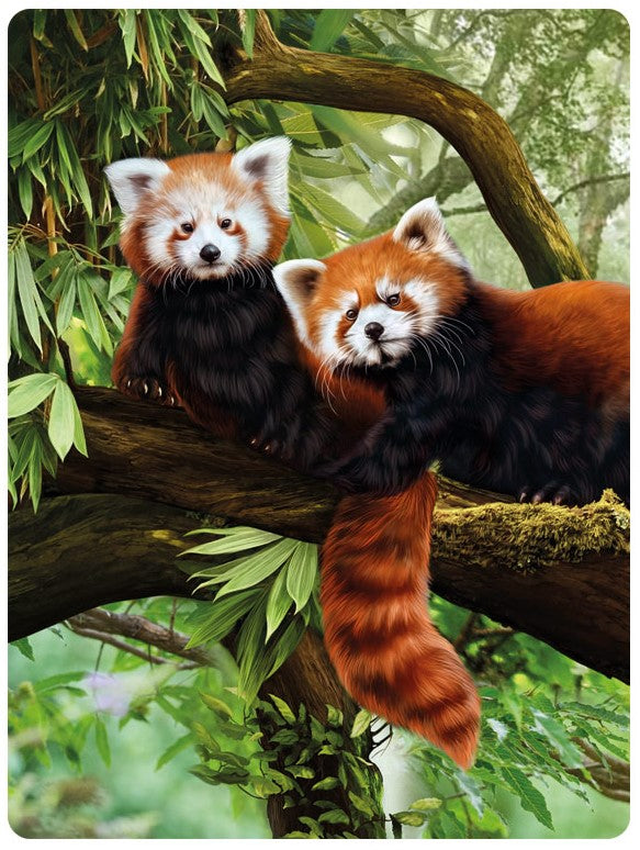 3D LiveLife Postcards - Red Pandas