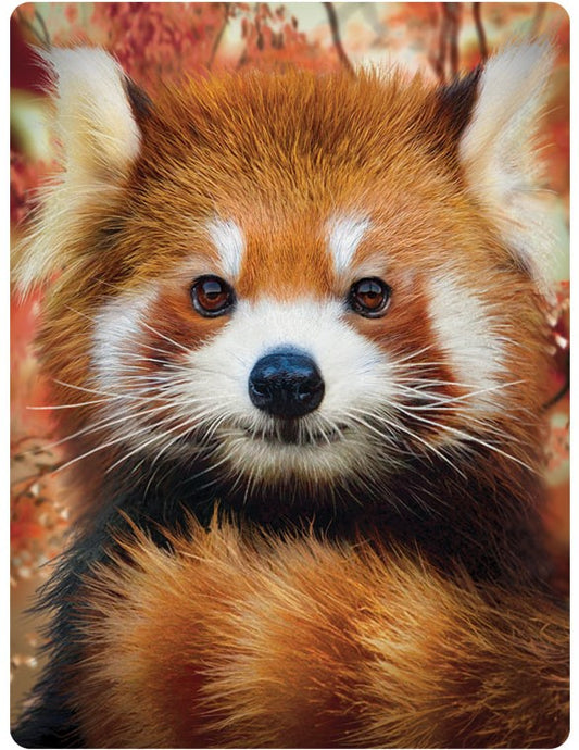 3D LiveLife Postcards - Baby Red Panda