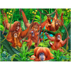 3D LiveLife Magnets - Orangutan Swinging