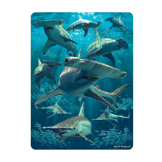 3D LiveLife Postcards - Hammerhead Shark