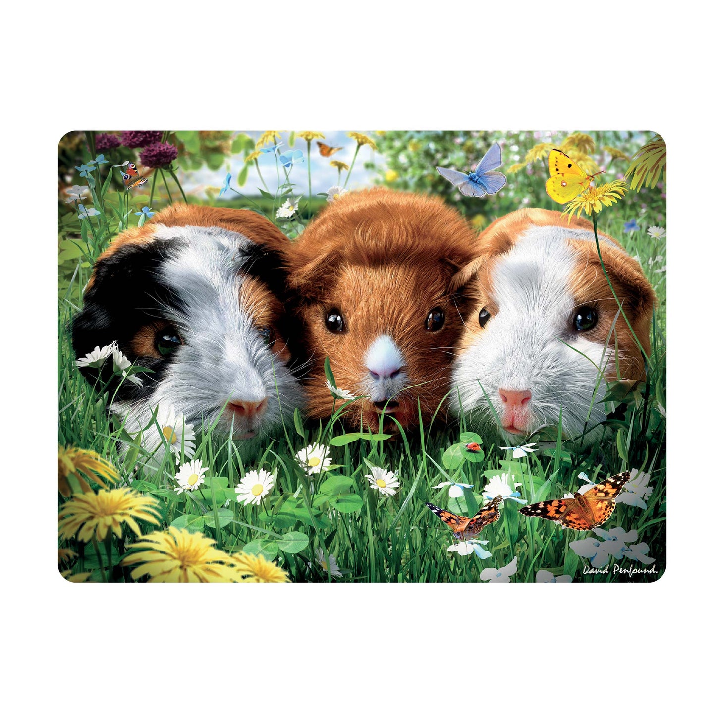 3D LiveLife Postcards - Guinea Pigs