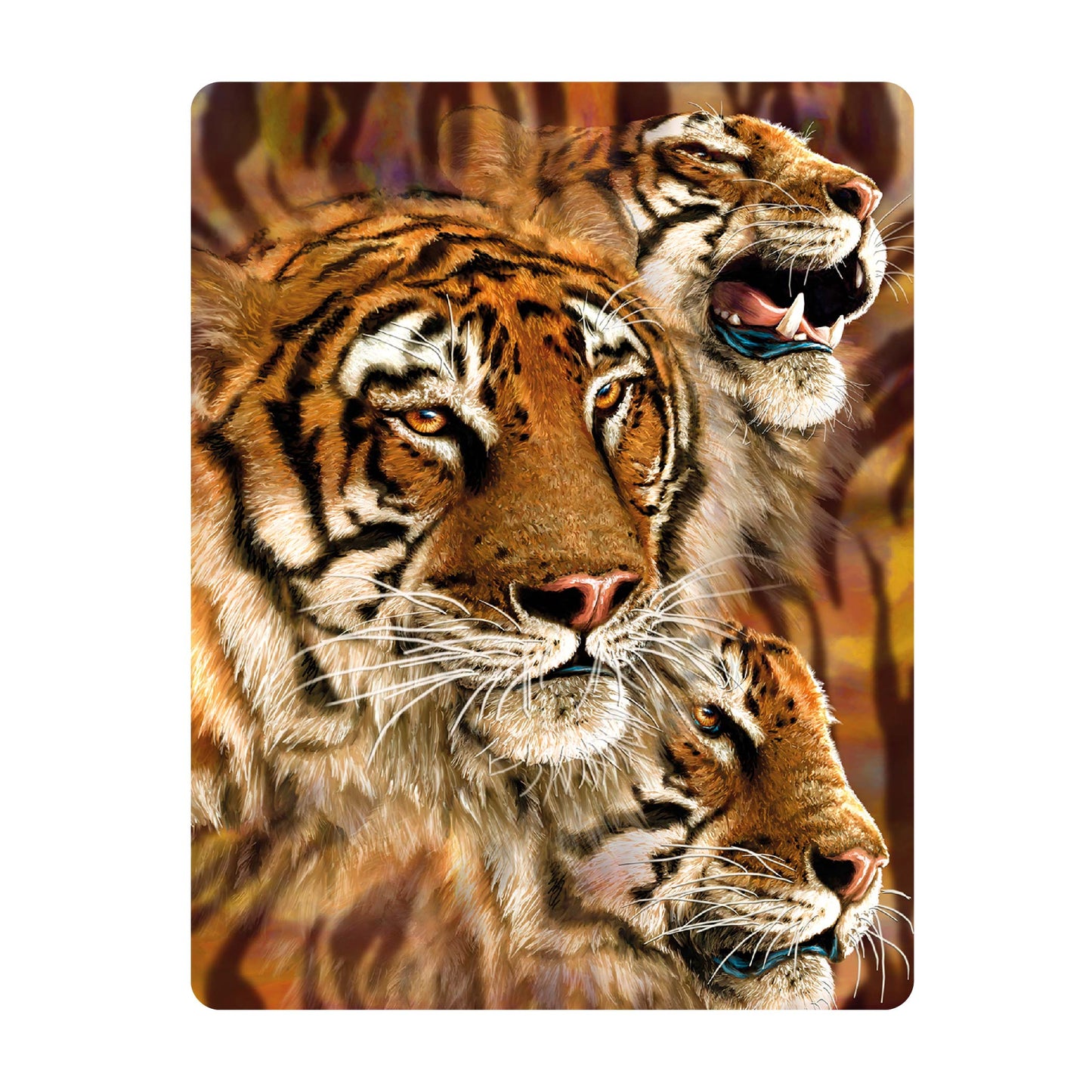 3D LiveLife Postcards - Tiger Stripes