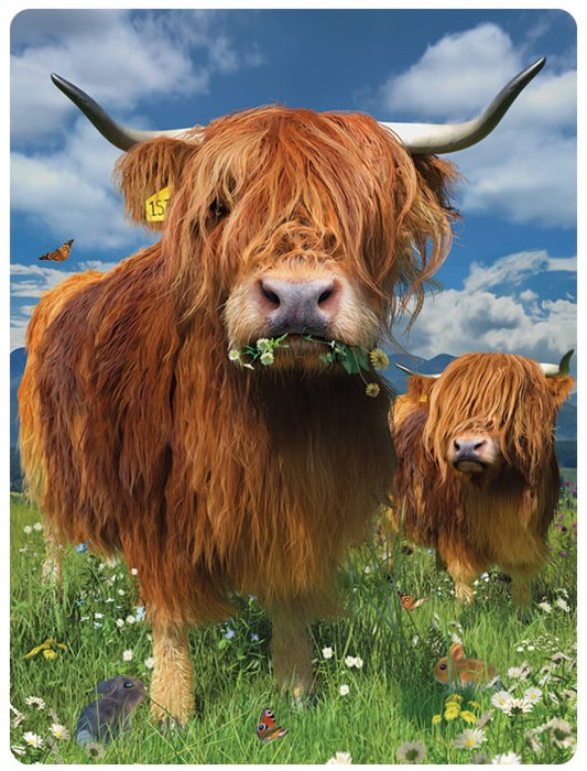 3D LiveLife Postcards- Highland Cattle