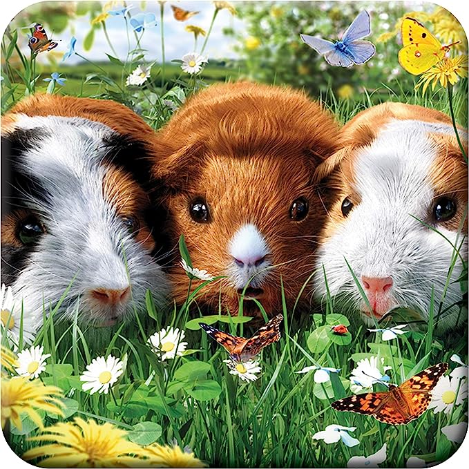 3D LiveLife Coasters - Guinea Pigs