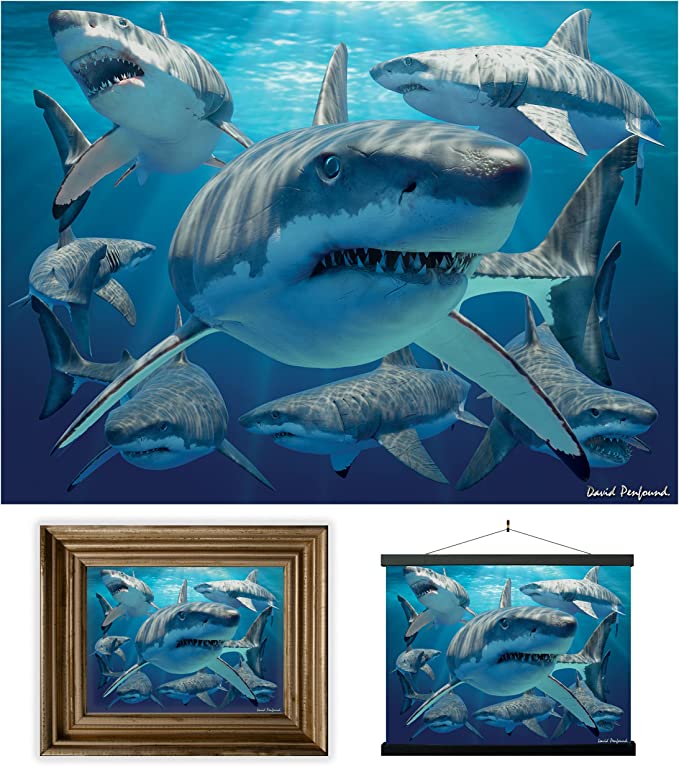 3D LiveLife Pictures - Great White Sharks