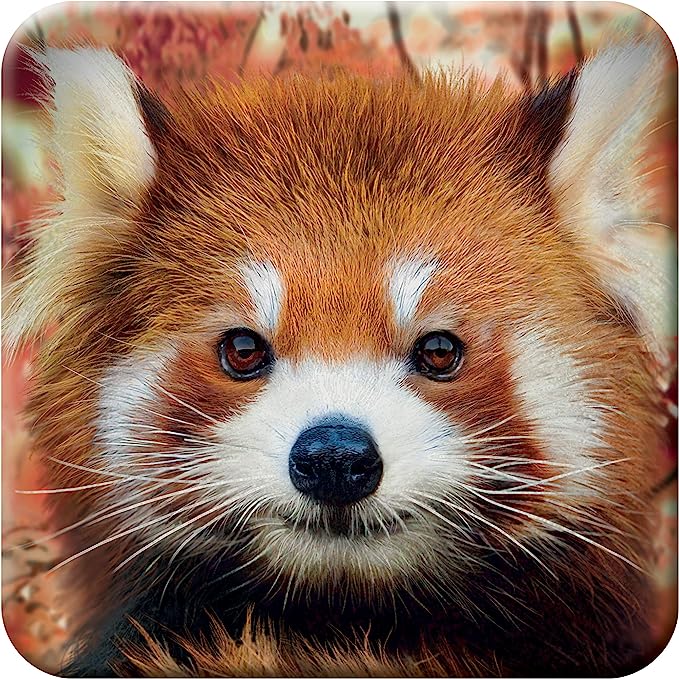 3D LiveLife Coasters - Baby Red Panda