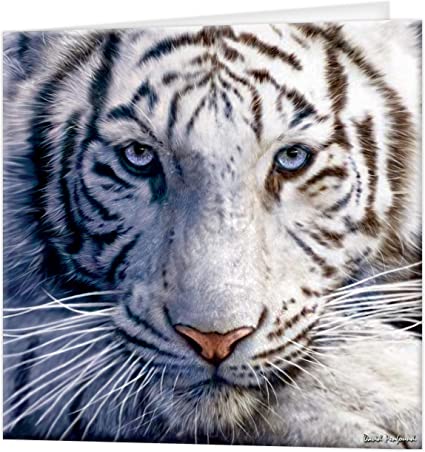 3D LiveLife Greetings Cards - White Tiger Repose