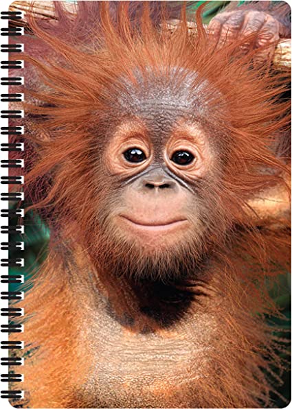 3D LiveLife Notebooks - Baby Orangutan