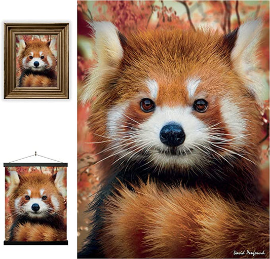 3D LiveLife Pictures - Baby Red Panda