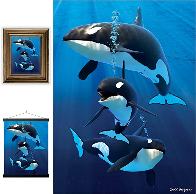 3D LiveLife Pictures - Orcas