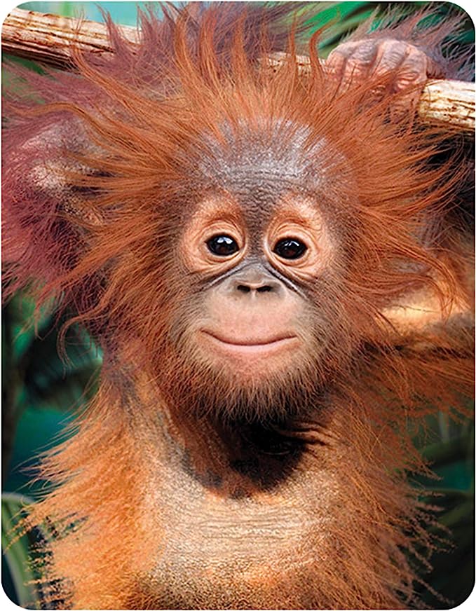 3D LiveLife Magnets - Baby Orangutan